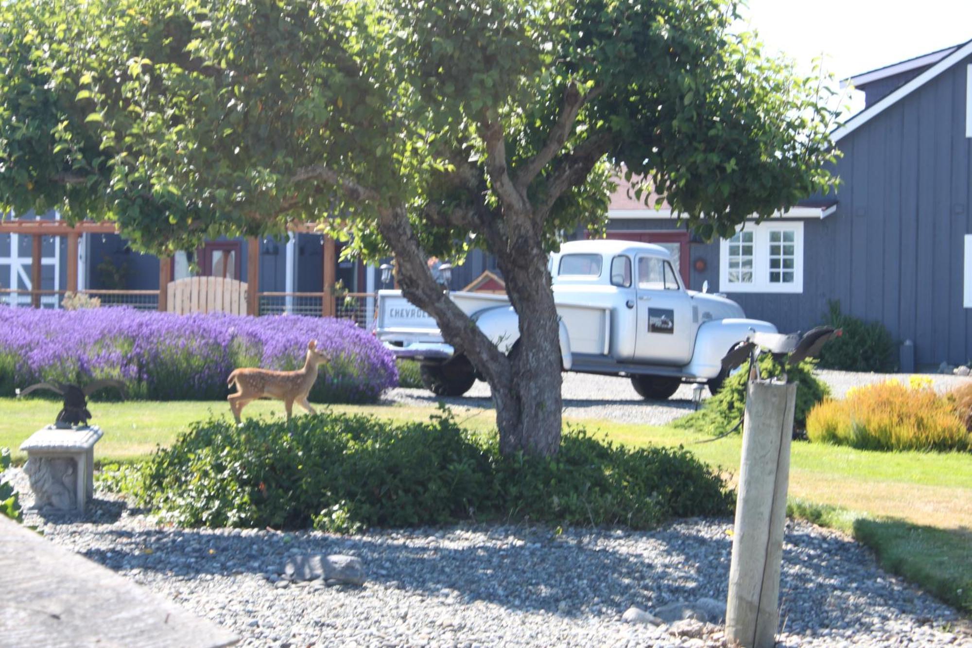 Dungeness Barn House Bed And Breakfast At Two Crows Farm Sequim Esterno foto