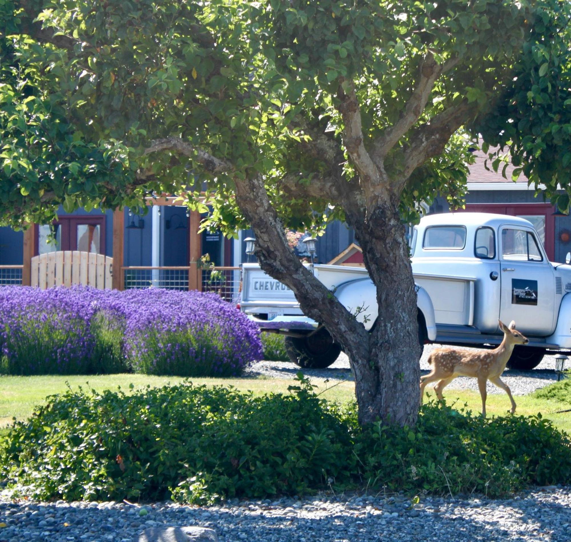 Dungeness Barn House Bed And Breakfast At Two Crows Farm Sequim Esterno foto