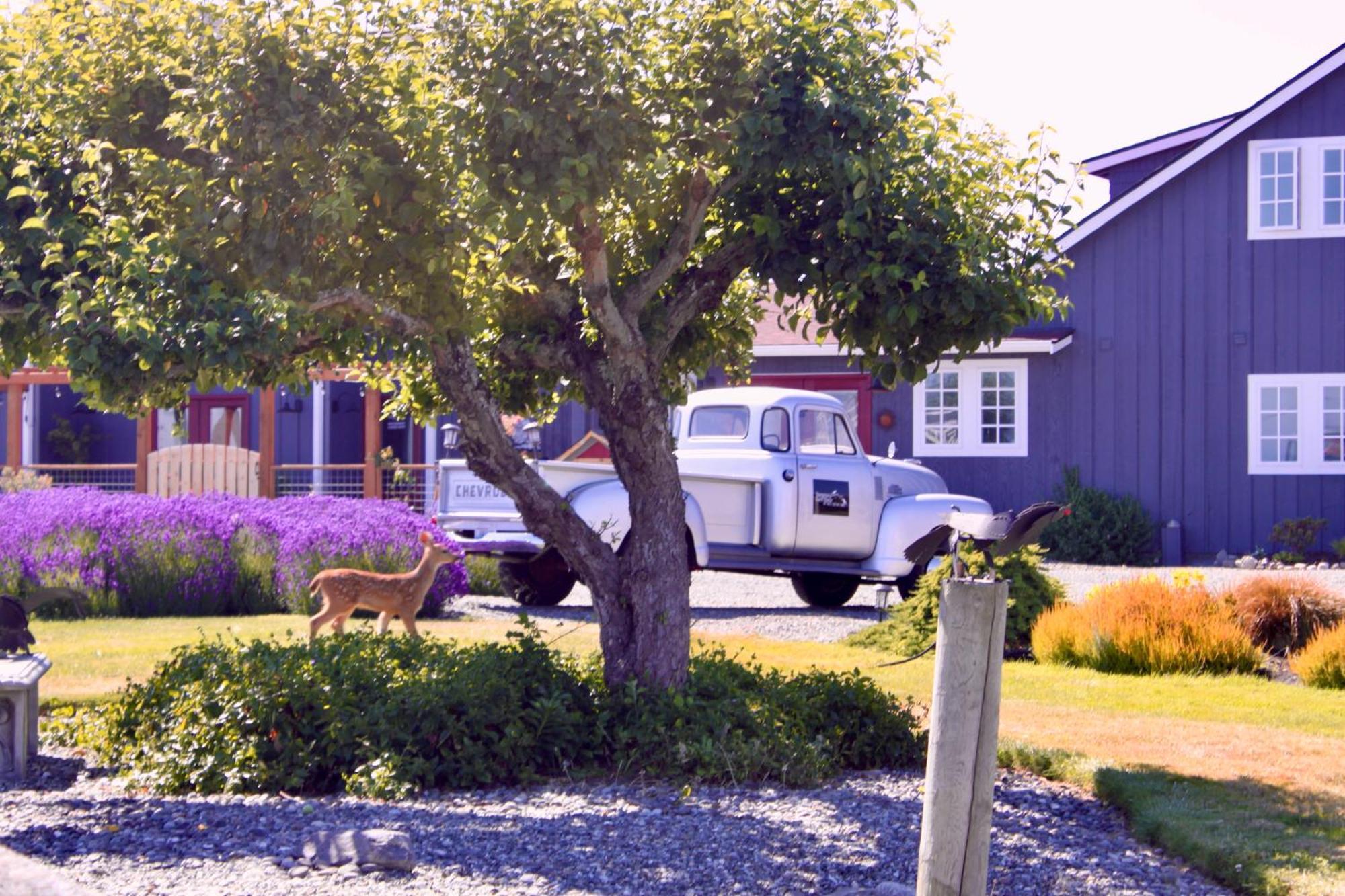 Dungeness Barn House Bed And Breakfast At Two Crows Farm Sequim Esterno foto
