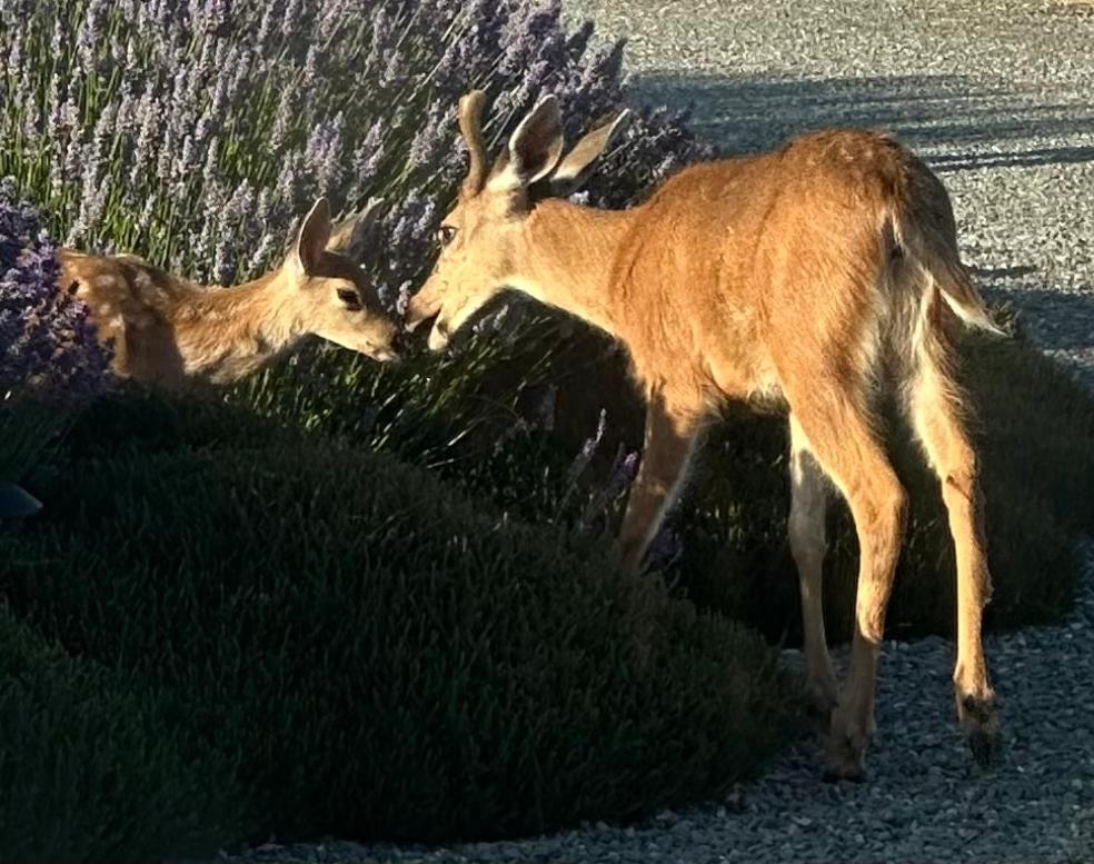 Dungeness Barn House Bed And Breakfast At Two Crows Farm Sequim Esterno foto